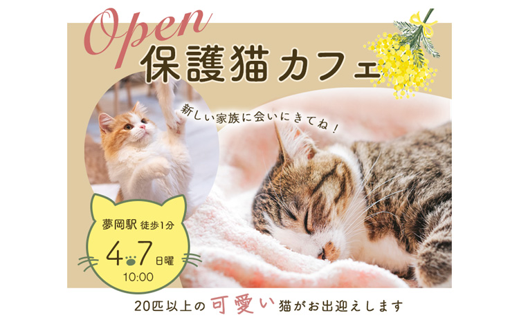 保護猫カフェのオープン告知